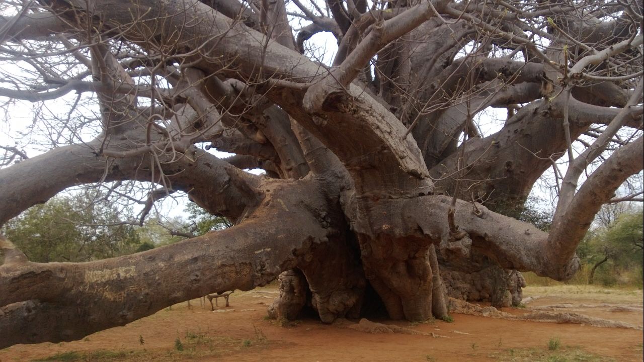 BIG TREE LODGE